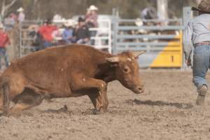 Captured at Great Western Rodeo, Great Western VIC Australia.