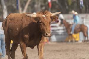 Captured at Great Western Rodeo, Great Western VIC Australia.