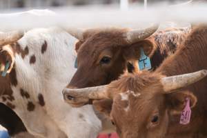 Captured at Great Western Rodeo, Great Western VIC Australia.