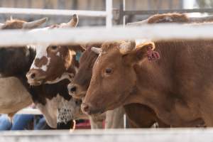 Captured at Great Western Rodeo, Great Western VIC Australia.