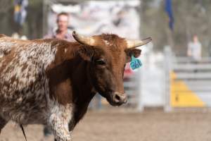 Captured at Great Western Rodeo, Great Western VIC Australia.