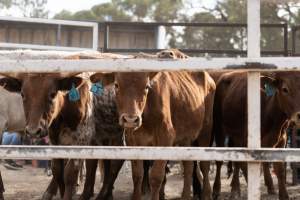 Captured at Great Western Rodeo, Great Western VIC Australia.