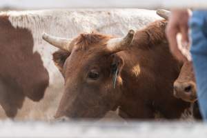 Captured at Great Western Rodeo, Great Western VIC Australia.