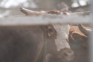 Captured at Great Western Rodeo, Great Western VIC Australia.