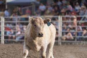 Captured at Great Western Rodeo, Great Western VIC Australia.