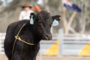 Captured at Great Western Rodeo, Great Western VIC Australia.