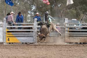 Captured at Great Western Rodeo, Great Western VIC Australia.