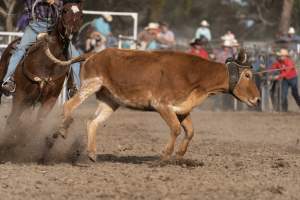 Captured at Great Western Rodeo, Great Western VIC Australia.