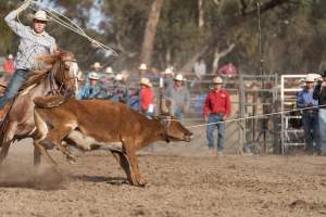 Captured at Great Western Rodeo, Great Western VIC Australia.