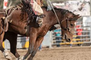 Captured at Great Western Rodeo, Great Western VIC Australia.