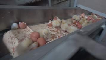 Maceration of chicks in the egg industry - Screenshot from footage of 'useless' male chicks being sent into the macerator at Australia's largest hatchery for the egg industry. - Captured at SBA Hatchery, Bagshot VIC Australia.