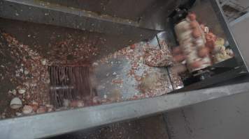 Maceration of chicks in the egg industry - Screenshot from footage of 'useless' male chicks being sent into the macerator at Australia's largest hatchery for the egg industry. - Captured at SBA Hatchery, Bagshot VIC Australia.