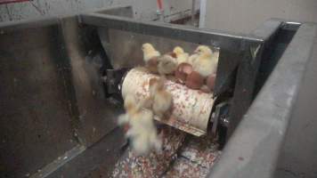 Maceration of chicks in the egg industry - Screenshot from footage of 'useless' male chicks being sent into the macerator at Australia's largest hatchery for the egg industry. - Captured at SBA Hatchery, Bagshot VIC Australia.