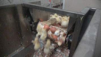 Maceration of chicks in the egg industry - Screenshot from footage of 'useless' male chicks being sent into the macerator at Australia's largest hatchery for the egg industry. - Captured at SBA Hatchery, Bagshot VIC Australia.