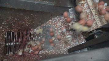 Maceration of chicks in the egg industry - Screenshot from footage of 'useless' male chicks being sent into the macerator at Australia's largest hatchery for the egg industry. - Captured at SBA Hatchery, Bagshot VIC Australia.