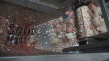 Maceration of chicks in the egg industry - Screenshot from footage of 'useless' male chicks being sent into the macerator at Australia's largest hatchery for the egg industry. - Captured at SBA Hatchery, Bagshot VIC Australia.