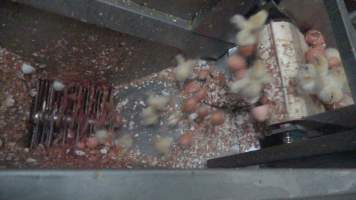 Maceration of chicks in the egg industry - Screenshot from footage of 'useless' male chicks being sent into the macerator at Australia's largest hatchery for the egg industry. - Captured at SBA Hatchery, Bagshot VIC Australia.