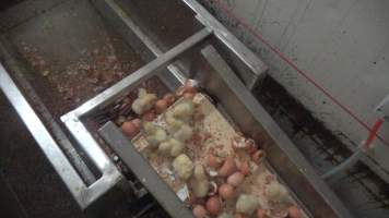 Maceration of chicks in the egg industry - Screenshot from footage of 'useless' male chicks being sent into the macerator at Australia's largest hatchery for the egg industry. - Captured at SBA Hatchery, Bagshot VIC Australia.