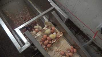 Maceration of chicks in the egg industry - Screenshot from footage of 'useless' male chicks being sent into the macerator at Australia's largest hatchery for the egg industry. - Captured at SBA Hatchery, Bagshot VIC Australia.