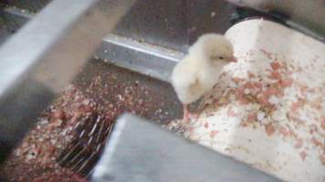 Maceration of chicks in the egg industry - Screenshot from footage of 'useless' male chicks being sent into the macerator at Australia's largest hatchery for the egg industry. - Captured at SBA Hatchery, Bagshot VIC Australia.