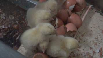 Maceration of chicks in the egg industry - Screenshot from footage of 'useless' male chicks being sent into the macerator at Australia's largest hatchery for the egg industry. - Captured at SBA Hatchery, Bagshot VIC Australia.