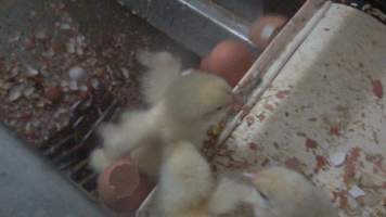 Maceration of chicks in the egg industry - Screenshot from footage of 'useless' male chicks being sent into the macerator at Australia's largest hatchery for the egg industry. - Captured at SBA Hatchery, Bagshot VIC Australia.