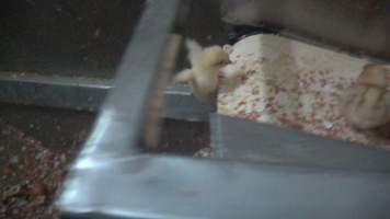 Maceration of chicks in the egg industry - Screenshot from footage of 'useless' male chicks being sent into the macerator at Australia's largest hatchery for the egg industry. - Captured at SBA Hatchery, Bagshot VIC Australia.