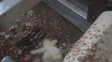 Maceration of chicks in the egg industry - Screenshot from footage of 'useless' male chicks being sent into the macerator at Australia's largest hatchery for the egg industry. - Captured at SBA Hatchery, Bagshot VIC Australia.