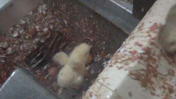 Maceration of chicks in the egg industry - Screenshot from footage of 'useless' male chicks being sent into the macerator at Australia's largest hatchery for the egg industry. - Captured at SBA Hatchery, Bagshot VIC Australia.