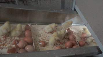 Maceration of chicks in the egg industry - Screenshot from footage of 'useless' male chicks being sent into the macerator at Australia's largest hatchery for the egg industry. - Captured at SBA Hatchery, Bagshot VIC Australia.