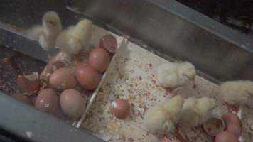 Maceration of chicks in the egg industry - Screenshot from footage of 'useless' male chicks being sent into the macerator at Australia's largest hatchery for the egg industry. - Captured at SBA Hatchery, Bagshot VIC Australia.