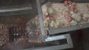 Maceration of chicks in the egg industry - Screenshot from footage of 'useless' male chicks being sent into the macerator at Australia's largest hatchery for the egg industry. - Captured at SBA Hatchery, Bagshot VIC Australia.