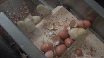 Maceration of chicks in the egg industry - Screenshot from footage of 'useless' male chicks being sent into the macerator at Australia's largest hatchery for the egg industry. - Captured at SBA Hatchery, Bagshot VIC Australia.