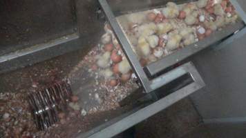 Maceration of chicks in the egg industry - Screenshot from footage of 'useless' male chicks being sent into the macerator at Australia's largest hatchery for the egg industry. - Captured at SBA Hatchery, Bagshot VIC Australia.