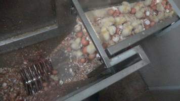 Maceration of chicks in the egg industry - Screenshot from footage of 'useless' male chicks being sent into the macerator at Australia's largest hatchery for the egg industry. - Captured at SBA Hatchery, Bagshot VIC Australia.