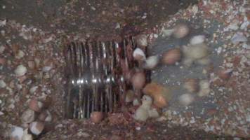 Maceration of chicks in the egg industry - Screenshot from footage of 'useless' male chicks being sent into the macerator at Australia's largest hatchery for the egg industry. - Captured at SBA Hatchery, Bagshot VIC Australia.