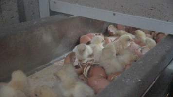 Maceration of chicks in the egg industry - Screenshot from footage of 'useless' male chicks being sent into the macerator at Australia's largest hatchery for the egg industry. - Captured at SBA Hatchery, Bagshot VIC Australia.