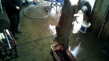 Still from video - Captured at Illegal slaughterhouse, Koo Wee Rup VIC Australia.