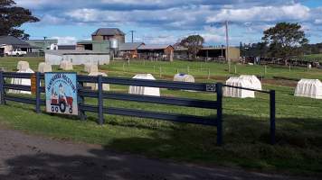 Chitticks farm, Rose Valley - Dairy and veal - Captured at Unknown Dairy, Rose Valley NSW Australia.