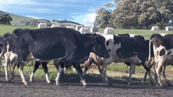 Chitticks farm, Rose Valley - Dairy and veal - Captured at Unknown Dairy, Rose Valley NSW Australia.