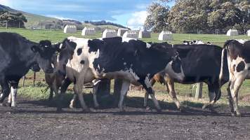 Chitticks farm, Rose Valley - Dairy and veal - Captured at Unknown Dairy, Rose Valley NSW Australia.