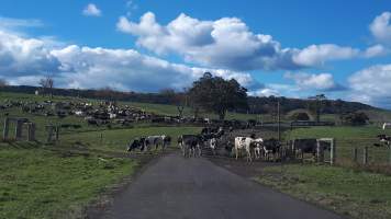 Chitticks farm, Rose Valley - Dairy and veal - Captured at Unknown Dairy, Rose Valley NSW Australia.