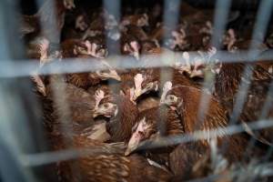 Captured at Bridgewater Poultry Farm, Bridgewater VIC Australia.