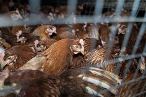 Captured at Bridgewater Poultry Farm, Bridgewater VIC Australia.