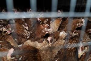 Captured at Bridgewater Poultry Farm, Bridgewater VIC Australia.