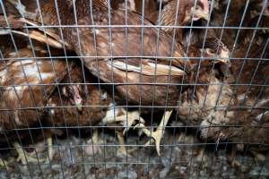 Captured at Bridgewater Poultry Farm, Bridgewater VIC Australia.