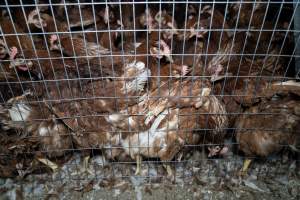 Captured at Bridgewater Poultry Farm, Bridgewater VIC Australia.