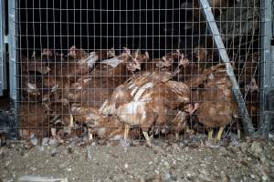 Captured at Bridgewater Poultry Farm, Bridgewater VIC Australia.