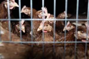 Captured at Bridgewater Poultry Farm, Bridgewater VIC Australia.