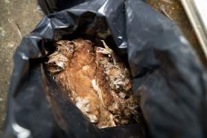 Captured at Bridgewater Poultry Farm, Bridgewater VIC Australia.